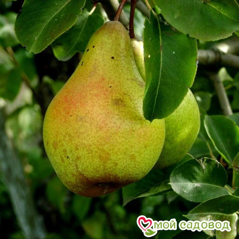 Груша Ноябрьская