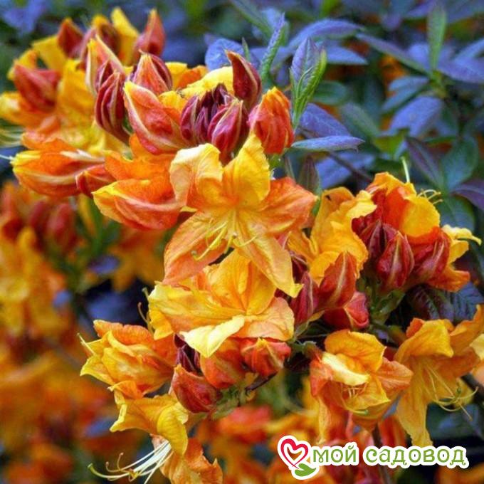 Азалия/Рододендрон Клондайк