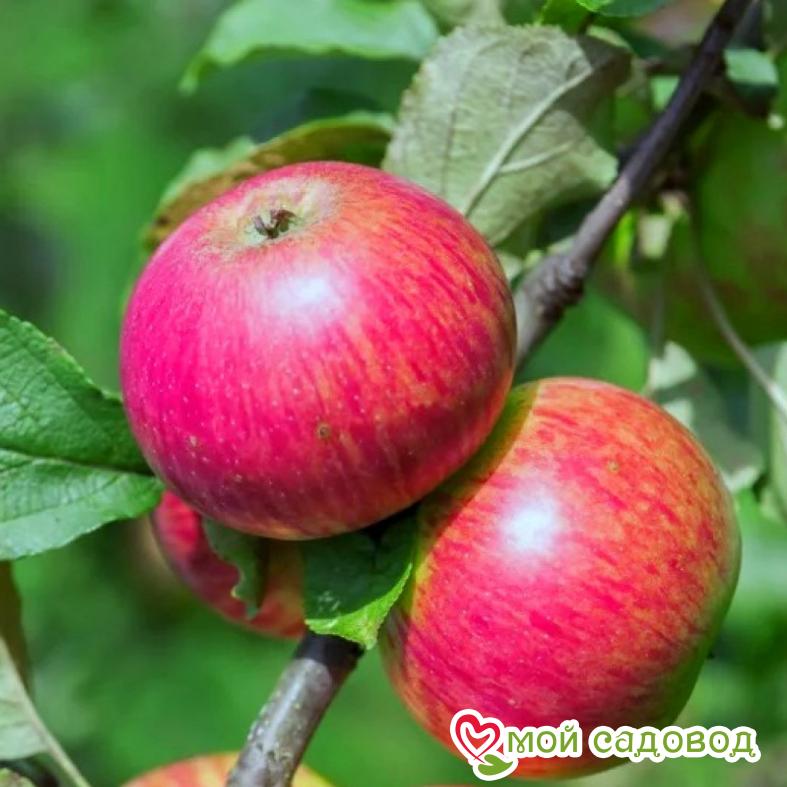 яблоня Медуница
