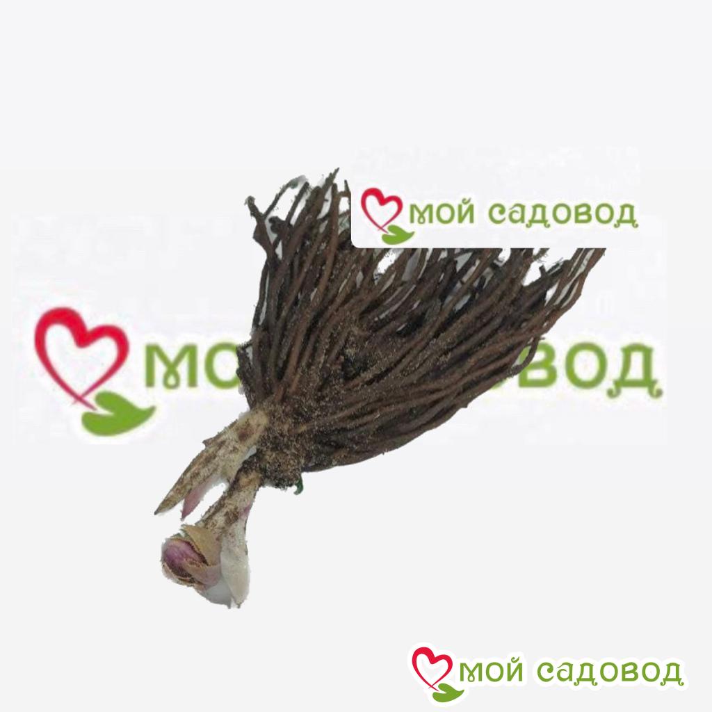 Хоста Аурелия