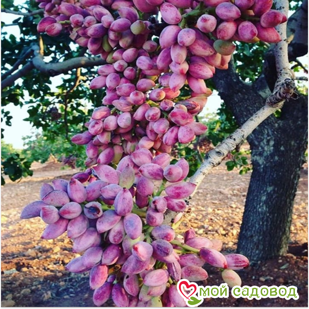 Миндаль Агранс